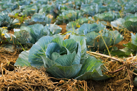 Agriculture
